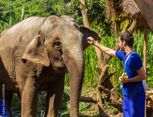 Billede på lærred Young man feeds elephants with bananas in a sanctuary in the jungle of Chiang Ma