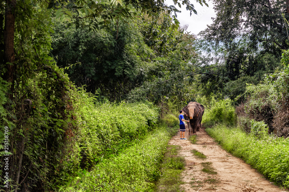 Young man guiding an elephant on a jungle path of Chiang Mai in Thailand Young man guiding an elephant on a jungle path of Chiang Mai in Thailand