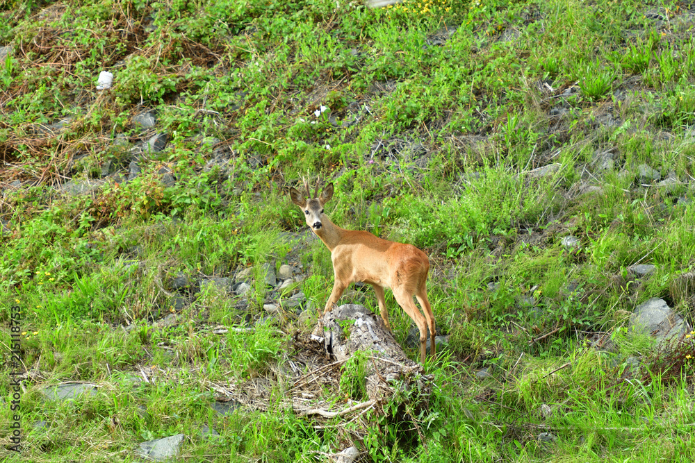 Roe deer walking on the rock hill Roe deer walking on the rock hill