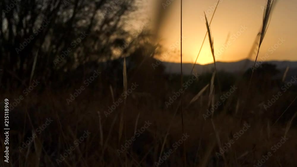Blades of grass in the breeze as the sunset falls over the mountains, timelapse Blades of grass in the breeze as the sunset falls over the mountains, timelapse