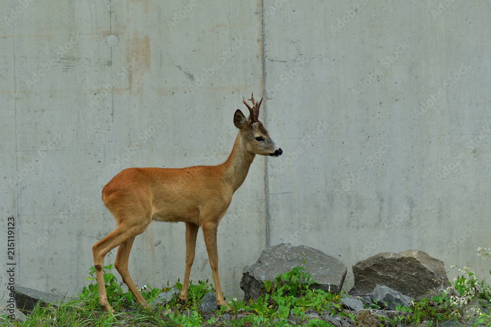 Roe deer walking near the people residence