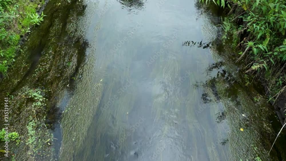 Flowing water with algae Blaricum the Netherlands, Flowing water with algae Blaricum the Netherlands,
