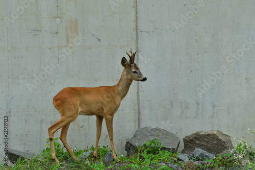 Obraz na płótnie Roe deer walking near the people residence w salonie
