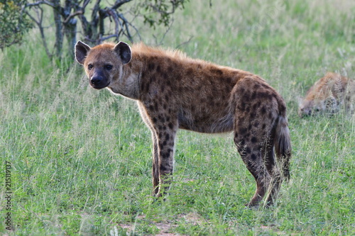 spotted hyaena,South Africa © gallas