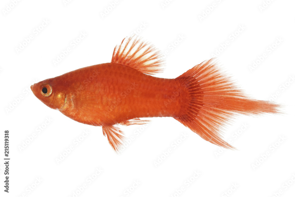 Aquarium fish isolated white backgrund Aquarium fish isolated white backgrund