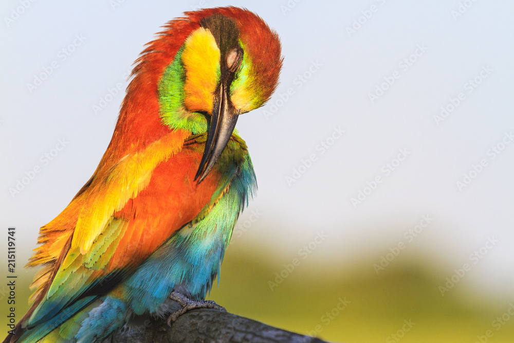 Fototapeta premium exotic bird arching neck cleans colored feathers