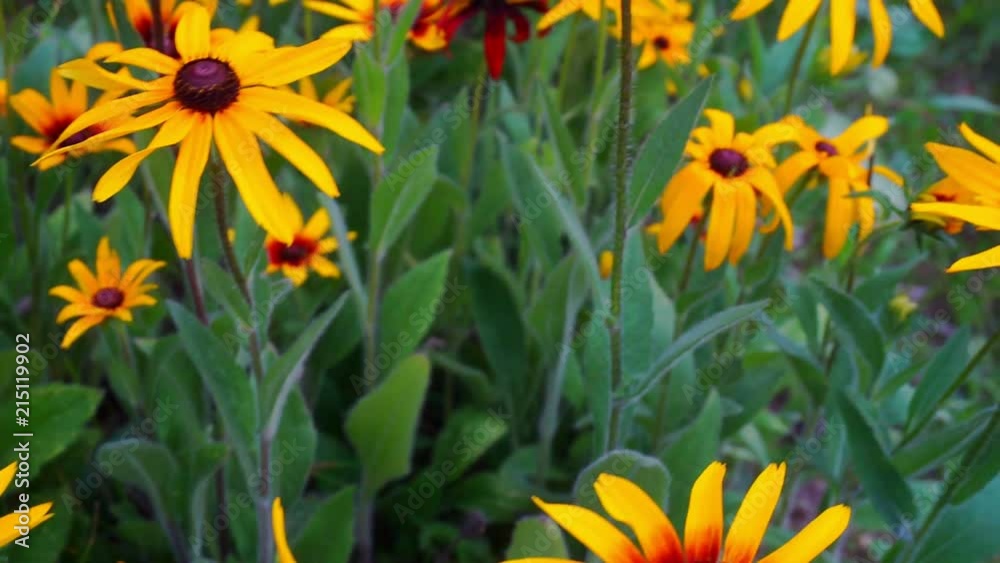 bright flowers of rudbeckia closeup bright flowers of rudbeckia closeup