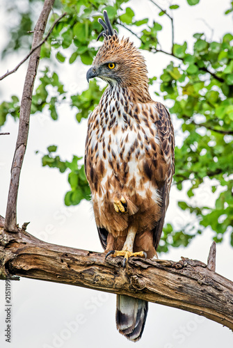 Changeable Hawk-eagle - Spizaetus cirrhatus, beautiful large bird of prey from Sri Lankan woodlands.