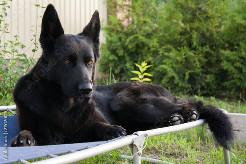 Black German shepherd resting in the garden