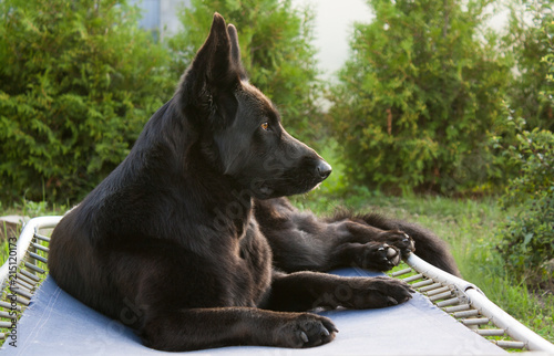 Black German shepherd resting in the garden