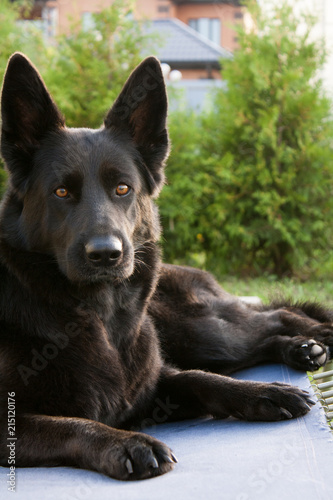 Black German shepherd resting in the garden