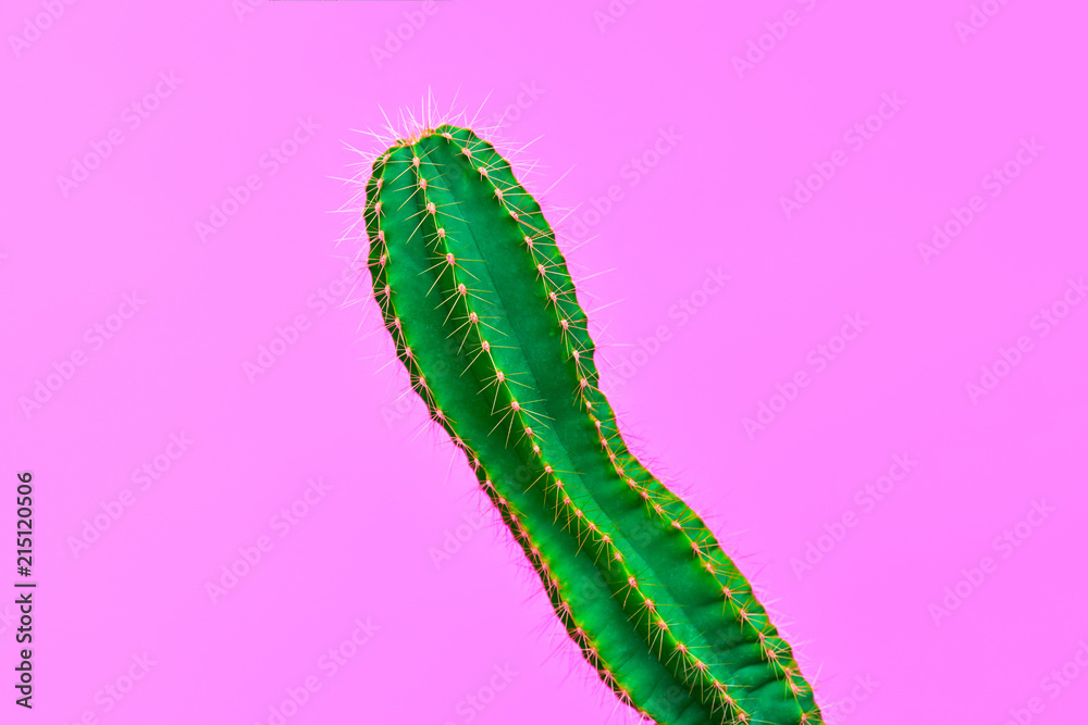 Naklejka premium Cactus. Minimal Fashion. Creative Design. Art