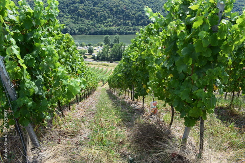 Moselblick bei Pommern an der Mosel photo