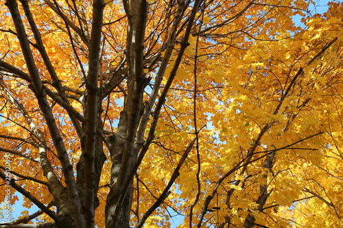 yellow trees