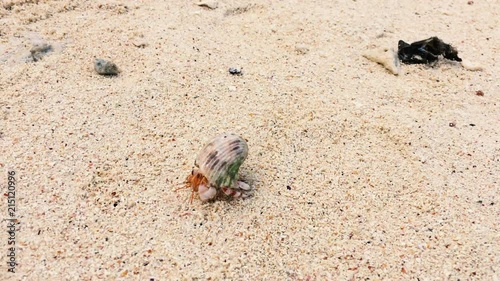 Small Hermit crab walks on the send with a seashell on his back photo