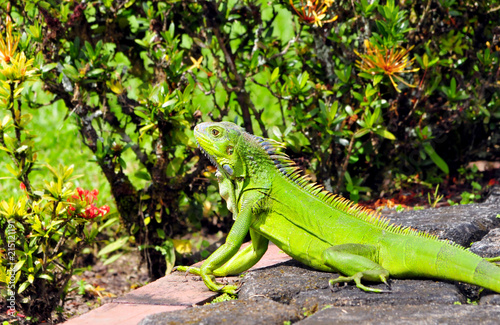 Green Iguana on a garden pathway taking the sun