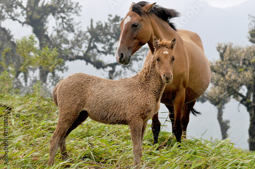 View of a Mare with colt on a grass field