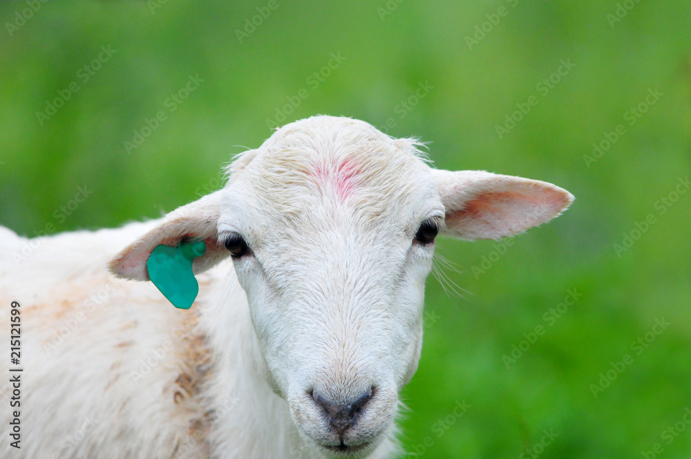Obraz premium Close up of a young ewe with a green grass background