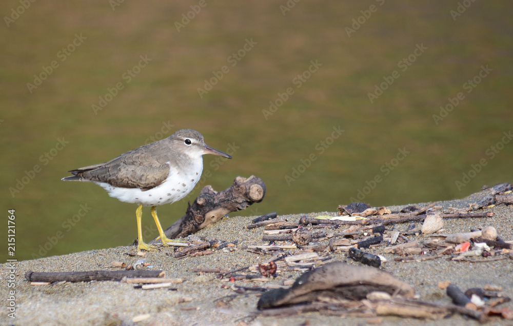 Spotted Sandpiper (Actitis macularius) Spotted Sandpiper (Actitis macularius)