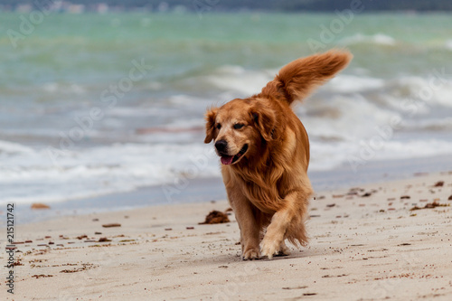Dog in beach I