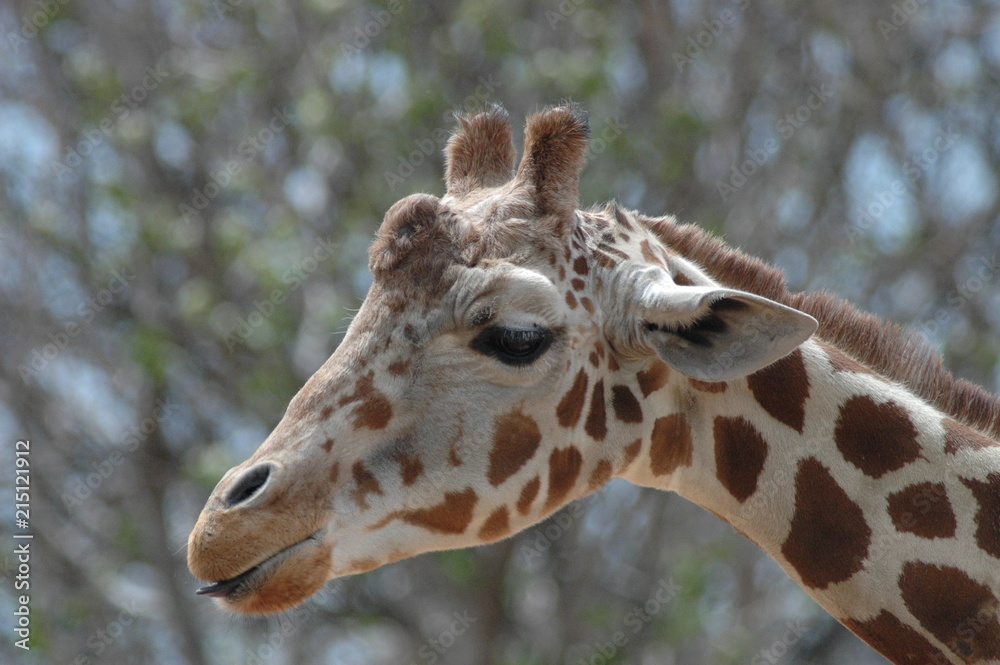 Fototapeta premium Showing Some Tongue