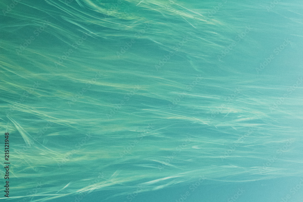 Obraz premium long underwater grass on the current. blurring