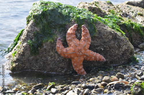 Starfish Rock Art