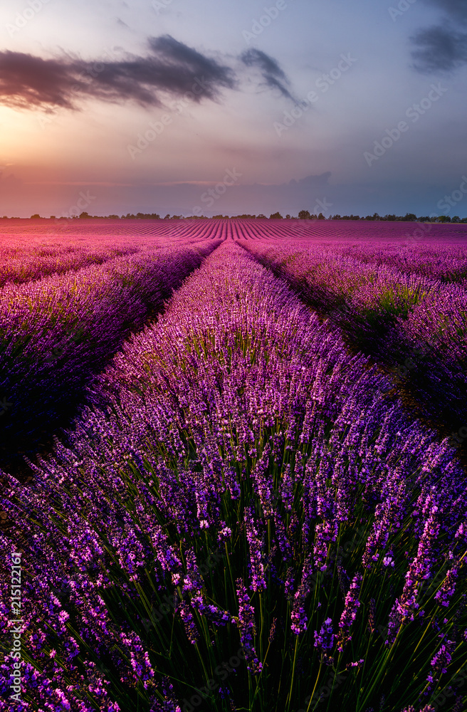 Naklejka premium Field of Lavender