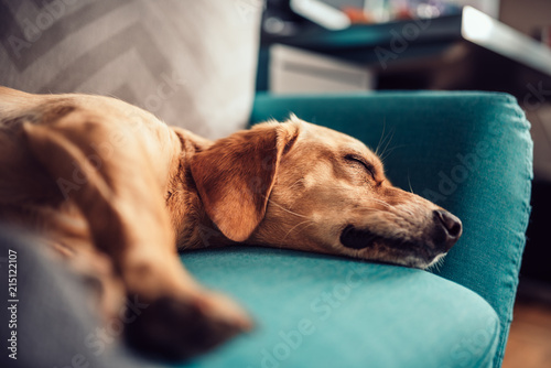 Fototapeta Naklejka Na Ścianę i Meble -  Dog sleeping on a sofa