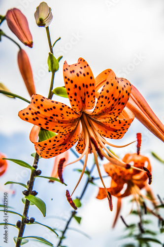 Fototapeta Naklejka Na Ścianę i Meble -  Orange tigerlily flowers blooming in a garden