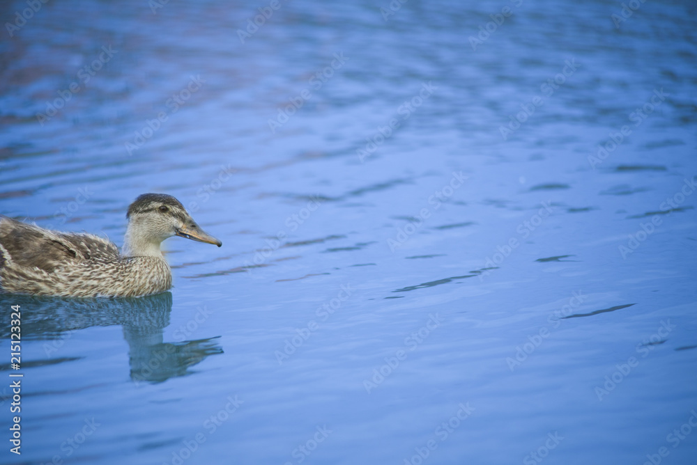 Fototapeta premium Ducks in a pond