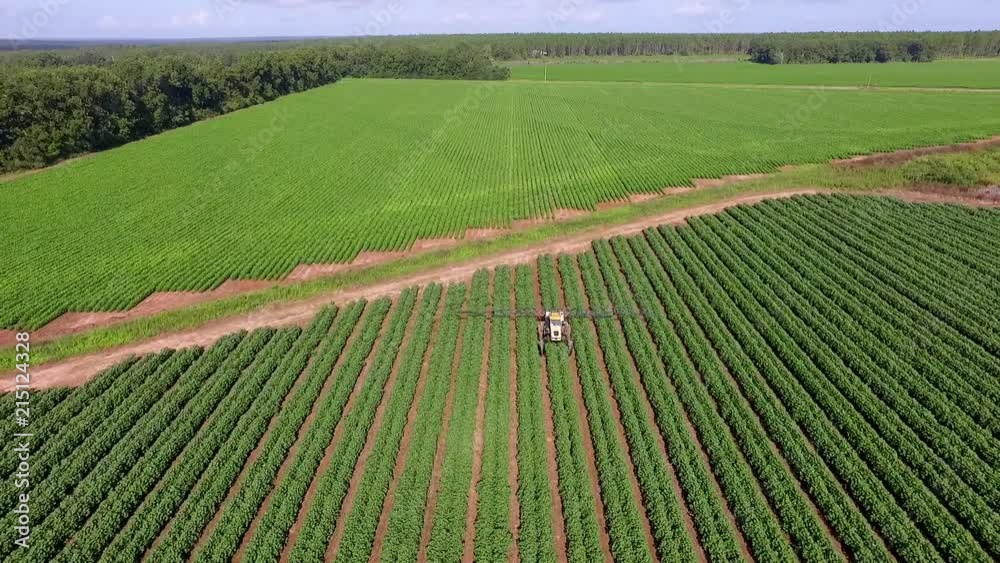 Farmer spraying cotton on a farm with a tractor aerial pull away shoot Farmer spraying cotton on a farm with a tractor aerial pull away shoot