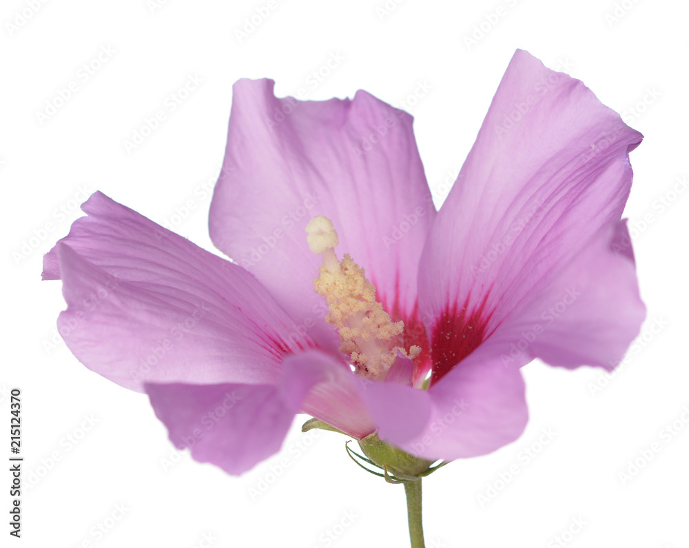 two third view of pink hibiscus flower on white