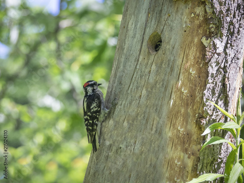 Cute little baby woodpecker in tree hole