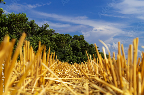A number of cropped wheat ears on the field after harvest on the background of green trees and blue sky with clouds.
