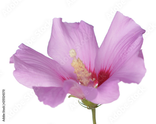 two third view of pink hibiscus flower on white