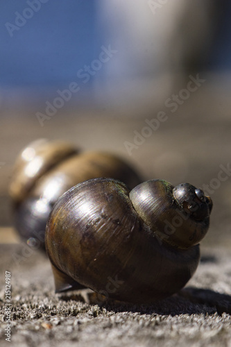 Shells Close-Up