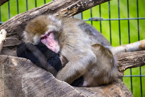 Resting Monkey