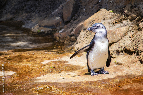 Lone Penguin