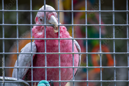 Parrot Trying to Break Out