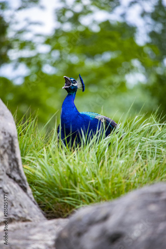 Screaming Peacock