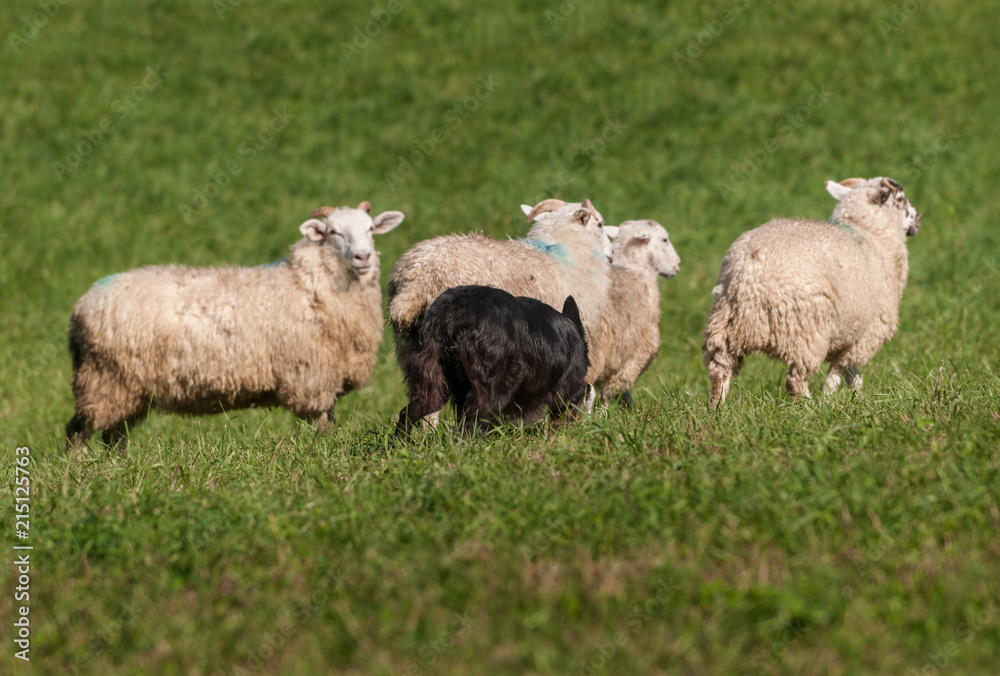 Obraz premium Herding Dog Move Up on Sheep (Ovis aries)