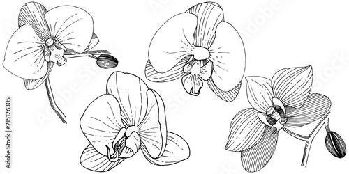 Orchid flower in a vector style isolated. Full name of the plant: orchid. Vector flower for background, texture, wrapper pattern, frame or border.