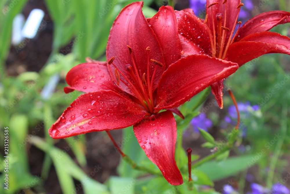 Fototapeta premium Bright Red flower