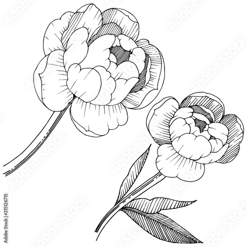 Peony in a vector style isolated. Full name of the plant: peony. Vector flower for background, texture, wrapper pattern, frame or border.