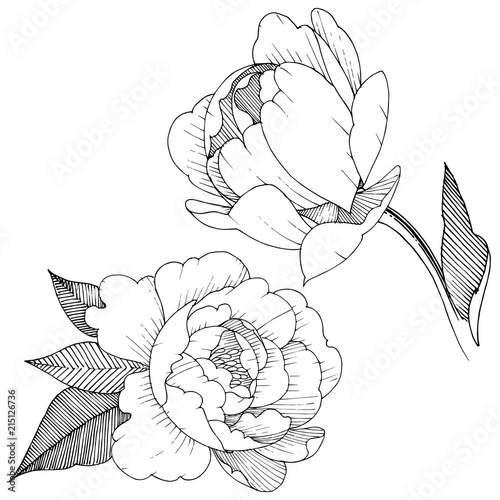 Peony in a vector style isolated. Full name of the plant: peony. Vector flower for background, texture, wrapper pattern, frame or border.