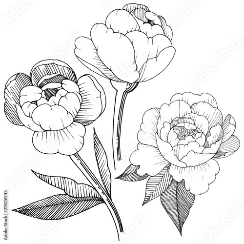 Peony in a vector style isolated. Full name of the plant: peony. Vector flower for background, texture, wrapper pattern, frame or border.