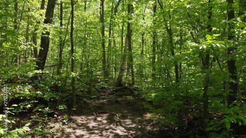 Forest trail cruise photo