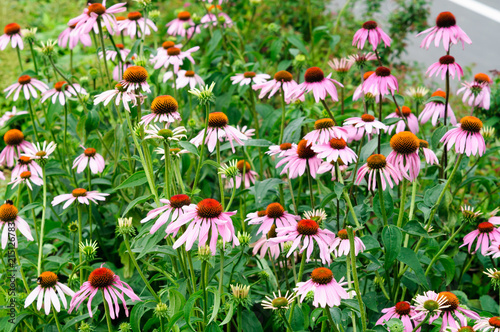 Lots of flowers echinacea purpurea.