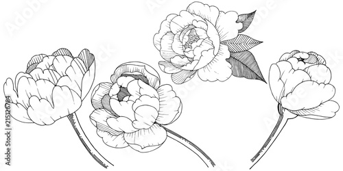 Peony in a vector style isolated. Full name of the plant: peony. Vector flower for background, texture, wrapper pattern, frame or border.